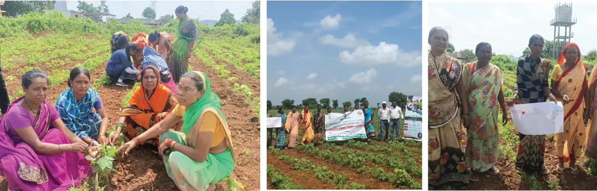 Farmers’ Exposure Visit to Cotton Farm Yields Useful Insights