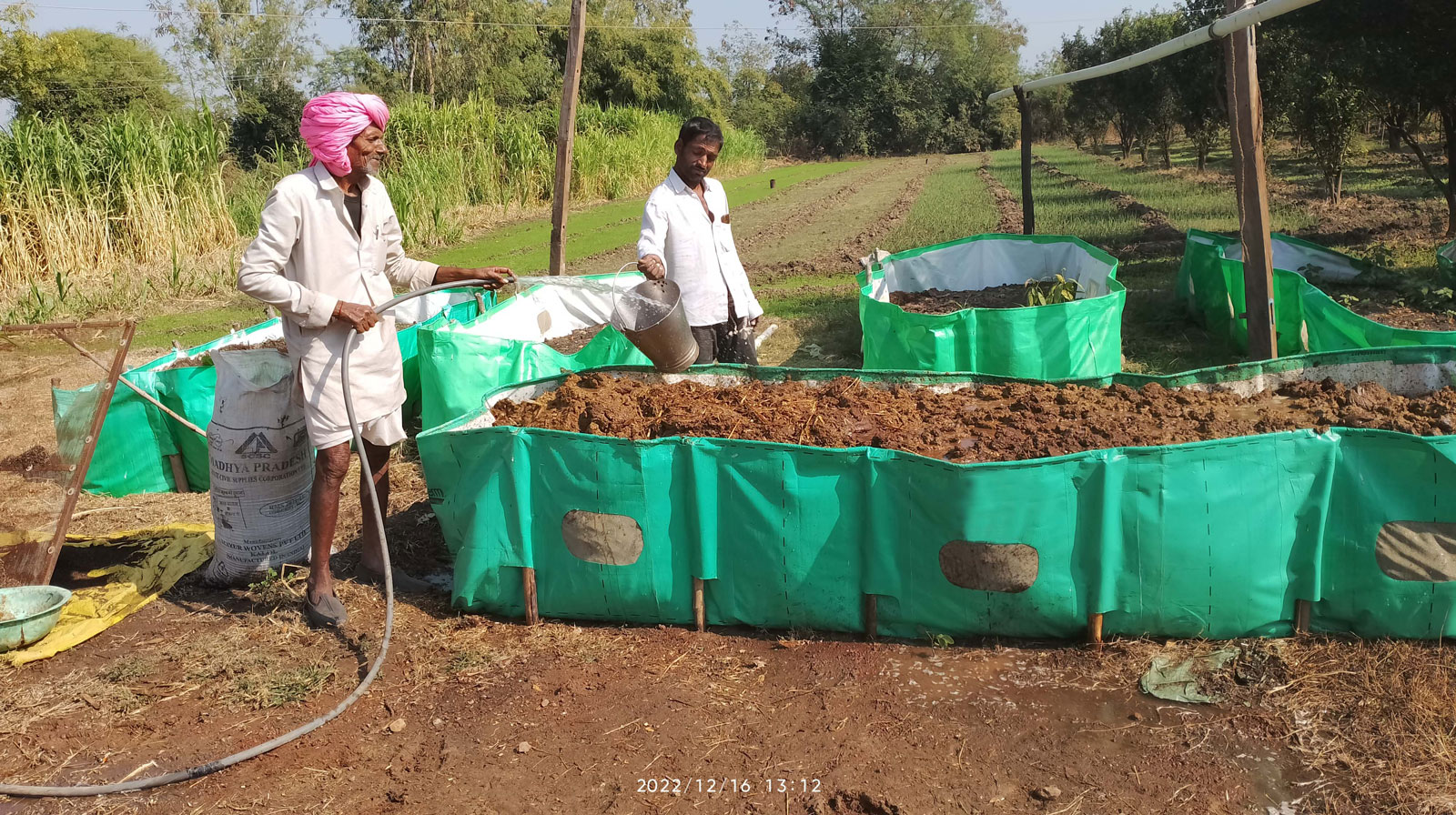 story-on-sugarcane